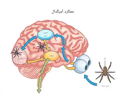 واکنش جنگ یا گریز